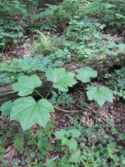 Oplopanax elatus