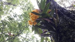 Dendrobium densiflorum
