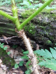 Oplopanax elatus