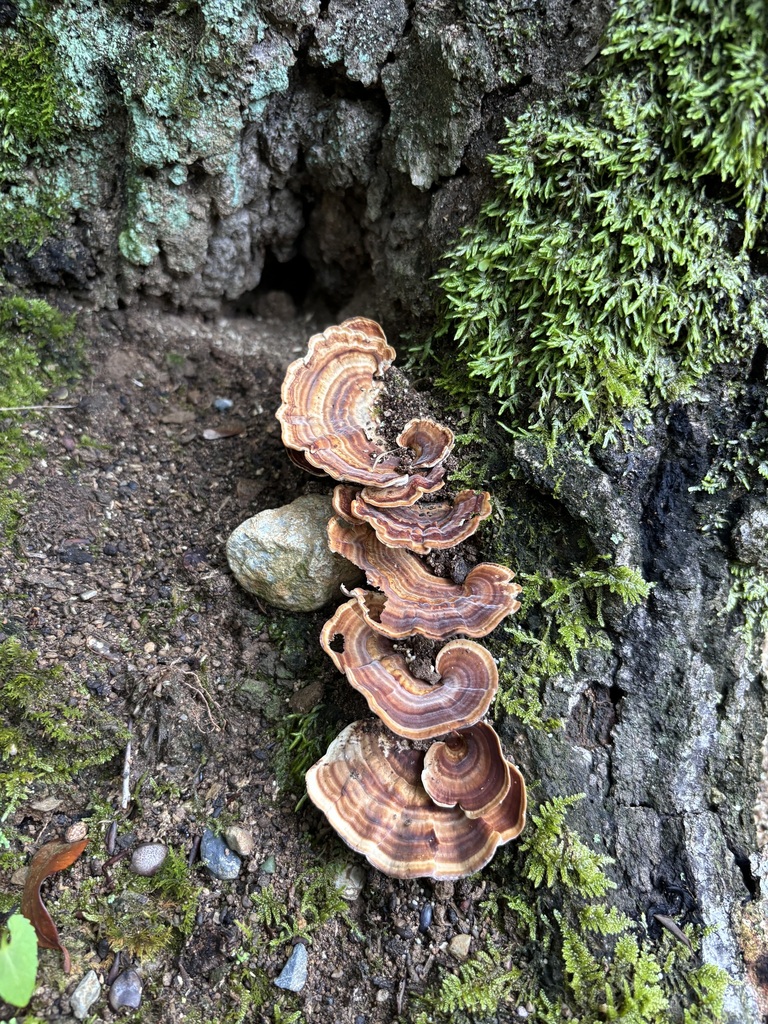 Microporus affinis · August 2024 · photo: © networkentity (iNaturalist, cc-by)