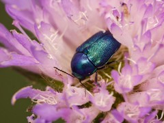 Cryptocephalus aureolus