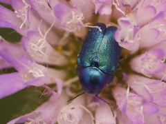 Cryptocephalus aureolus