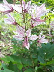 Dictamnus dasycarpus