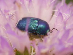Cryptocephalus aureolus