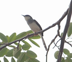 Prinia hodgsonii