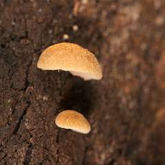 Crepidotus eucalyptorum