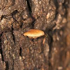Crepidotus eucalyptorum