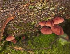 Mycena kuurkacea