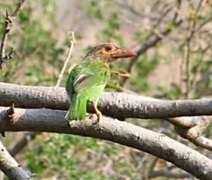 Psilopogon zeylanicus