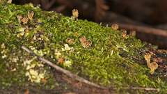 Neobarya agaricicola