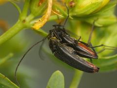 Stenurella nigra