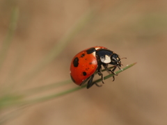 Coccinella magnifica