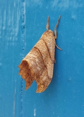 Drepana bilineata