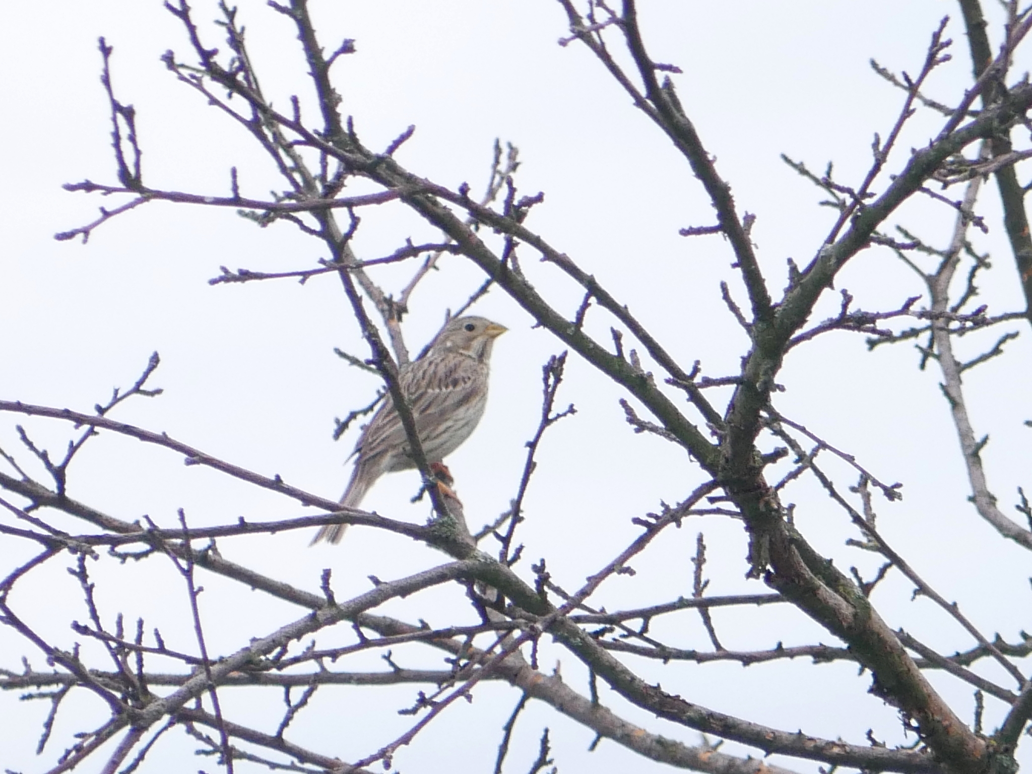 Corn Bunting