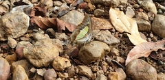 Polyura