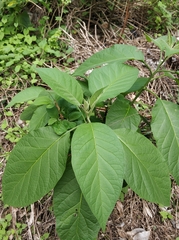 Solanum erianthum