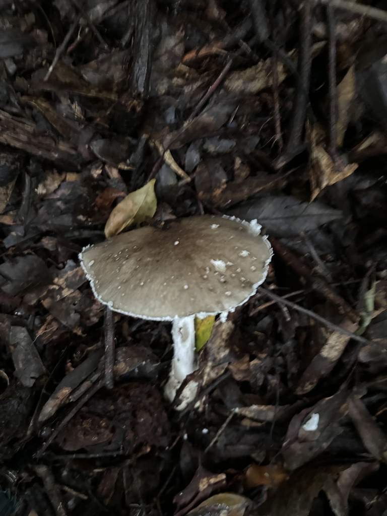 Amanita pseudoporphyria · August 2024 · photo: © networkentity (iNaturalist, cc-by)