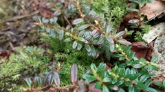 Gaultheria trichophylla