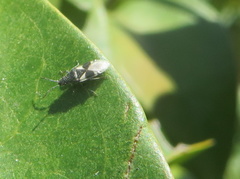 Oxycarenus luctuosus