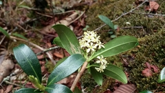 Skimmia