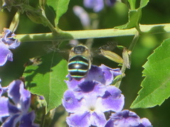 Amegilla
