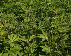 Filipendula palmata
