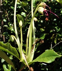 Rotheca
