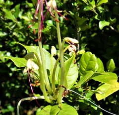 Rotheca