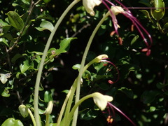 Rotheca