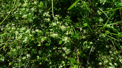 Scandia geniculata