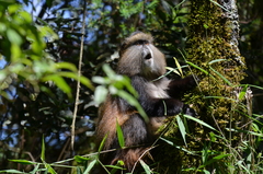 Cercopithecus mitis kandti
