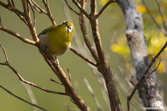 Zosterops xanthochroa