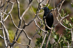 Corvus moneduloides