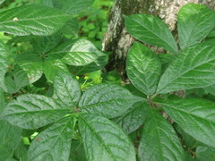 Eleutherococcus senticosus