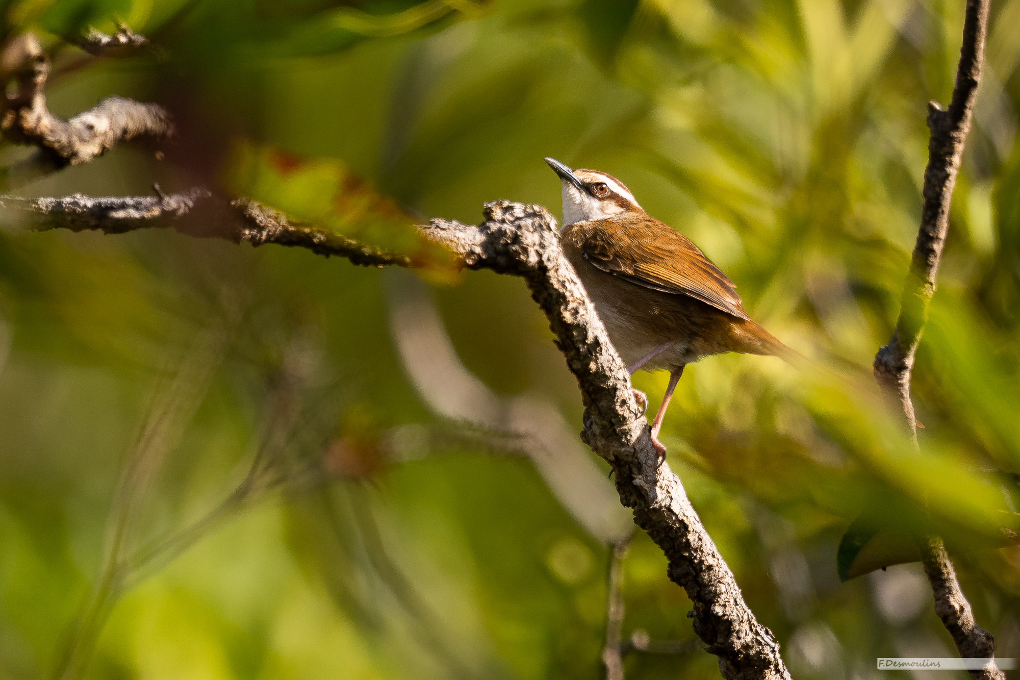 New Caledonian Thicketbird illustration