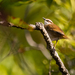 New Caledonian Grassbird - Photo (c) Frédéric Desmoulins, some rights reserved (CC BY-NC), uploaded by Frédéric Desmoulins