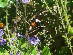 Hypolimnas bolina