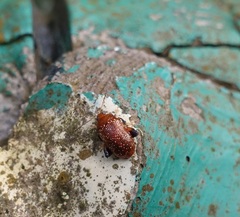 Asiophrida scaphoides