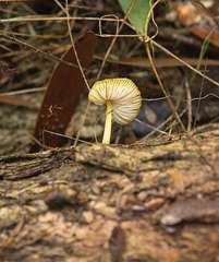 Pluteus pauperculus