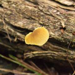 Pluteus pauperculus