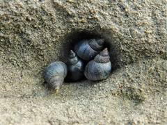 Austrolittorina