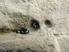 Austrolittorina