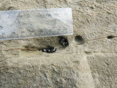 Austrolittorina