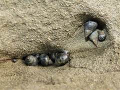 Austrolittorina