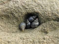 Austrolittorina