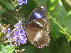 Hypolimnas bolina