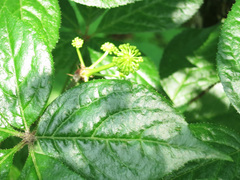 Eleutherococcus senticosus