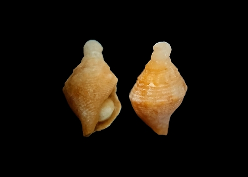 Rustic Dove-shell