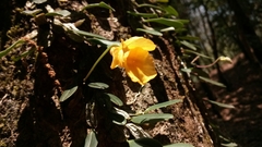 Dendrobium jenkinsii