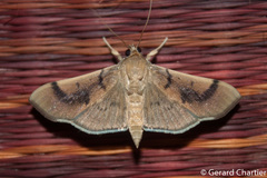 Omiodes barcalis